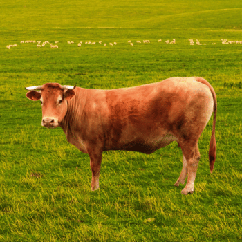 Limousin